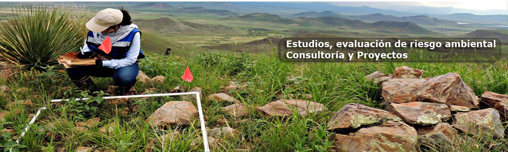 Illariy Consultoría